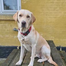 Labrador retriever Puk