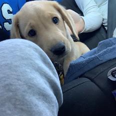 Labrador retriever Otto (servicehund , servicehundeforningen)