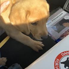 Labrador retriever Otto (servicehund , servicehundeforningen)