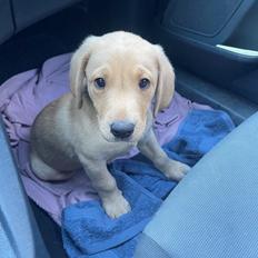 Labrador retriever Otto (servicehund , servicehundeforningen)