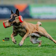 Malinois IGP3 Esh Codi-Fin
