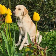 Labrador retriever Puk