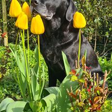 Labrador retriever † Sif † 