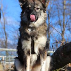 Blanding af racer Carla (Rumænsk gadehund)