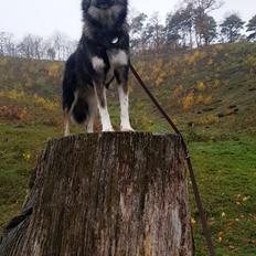 Blanding af racer Carla (Rumænsk gadehund)