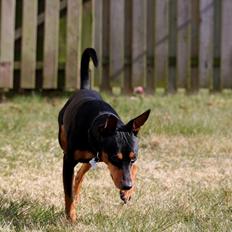 Dvaergpinscher Futte