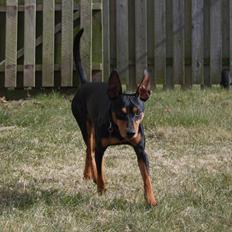 Dvaergpinscher Futte