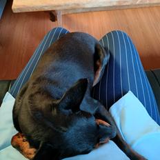 Engelsk toy terrier Deebets Time To Shine