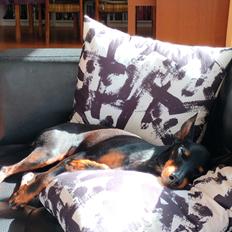 Engelsk toy terrier Deebets Time To Shine