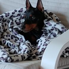 Engelsk toy terrier Deebets Time To Shine