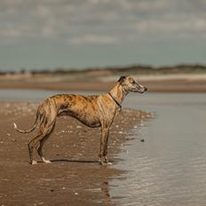 Whippet Dobby