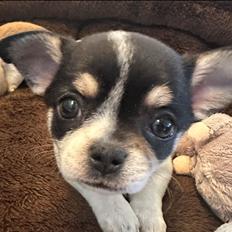 Chihuahua Mynte