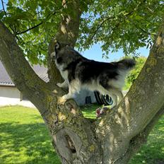 Finsk lapphund Molly