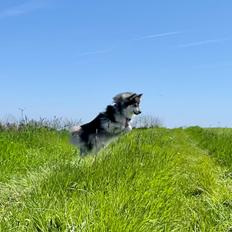 Finsk lapphund Molly