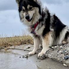 Finsk lapphund Molly