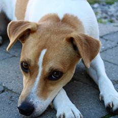 Dansk svensk gaardhund Rita.