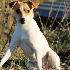 Dansk svensk gaardhund Rita.