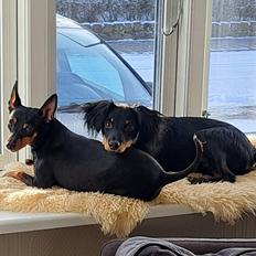 Dvaergpinscher Wupti