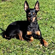 Dvaergpinscher Wupti