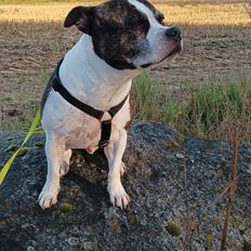 Staffordshire bull terrier Kovo