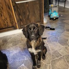 Blanding af racer Daisy