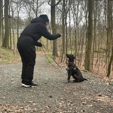 Blanding af racer Daisy