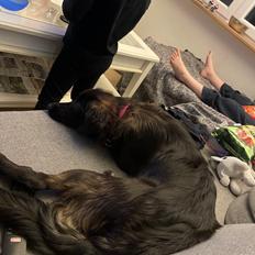 Blanding af racer Daisy