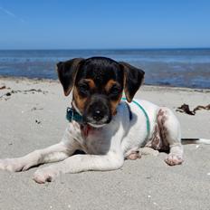 Dansk svensk gaardhund Sika