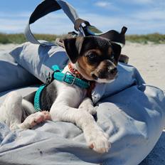 Dansk svensk gaardhund Sika