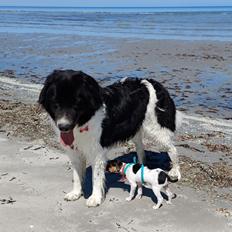 Dansk svensk gaardhund Sika