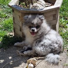 Pomeranian Maximus