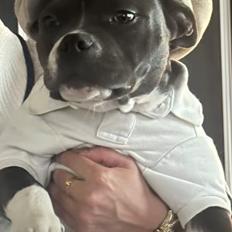 American Bully Fendi