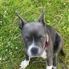 American Bully Fendi