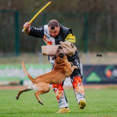 Malinois IGP3 Esh Codi-Fin
