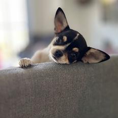 Chihuahua Mynte