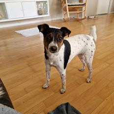 Dansk svensk gaardhund Rosa