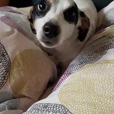 Dansk svensk gaardhund Elsa