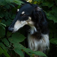 Borzoi Falka