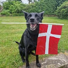 Australsk kelpie Makeelsa's Amazing Seia