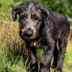 Irsk ulvehund Alma