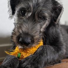 Irsk ulvehund Alma