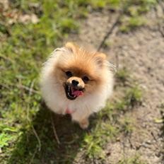 Pomeranian Monza