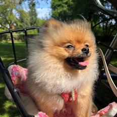 Pomeranian Monza