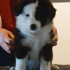 Miniature American Shepherd CopyPaste Ice and fire - Rey