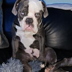 Olde english bulldogge Mr. Blue