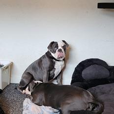 Olde english bulldogge Mr. Blue