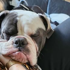 Olde english bulldogge Mr. Blue