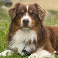 Miniature American Shepherd Obi 