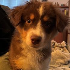 Miniature American Shepherd Obi