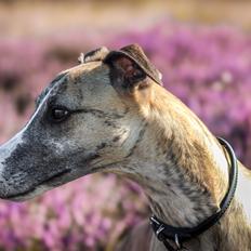 Whippet Dobby